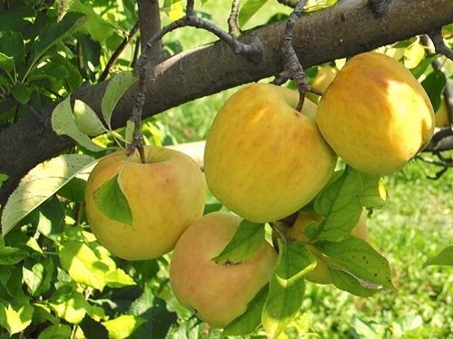 Manzana Golden Delicious