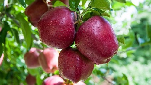 Manzana Red Delicious