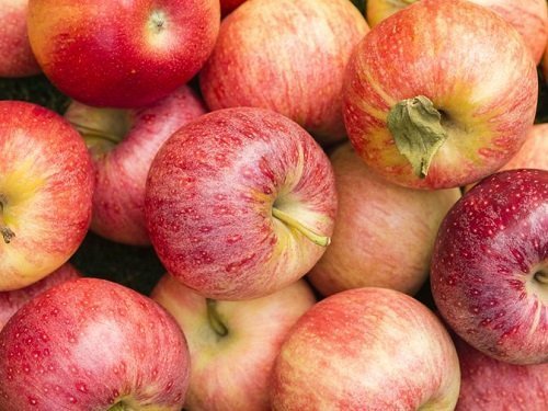 Manzana Gala